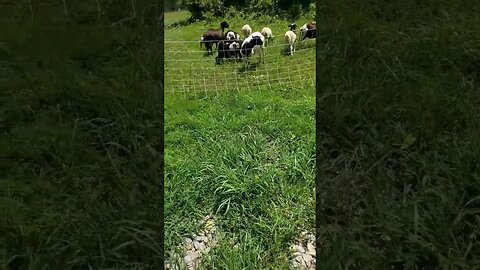 Grazing hairsheep in the Ozarks summer. Heat index of 107 calls for good shade! #shorts #leangrazing