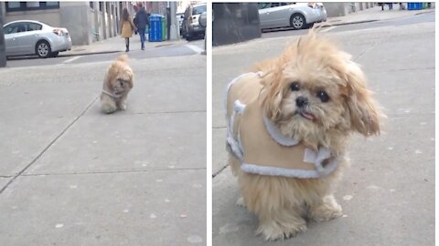 Neighborhood stroll || Cute dog