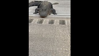 GIGANTIC GATOR on I-75 GA