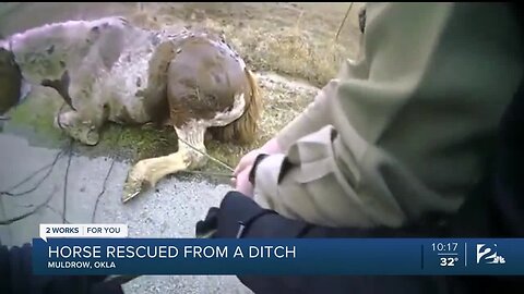 Horse Wrapped In Barbed Wire Rescued From A Ditch