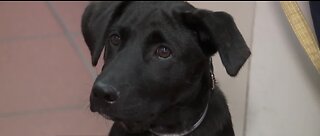 New therapy dog 'Blaze' to help Las Vegas first responders with PTSD