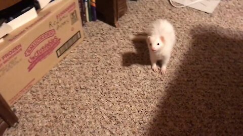 Cute ferrets, Twiggy goes crazy over the mouse
