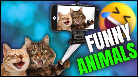 Funny animal videos | Cute animal videos | Funny dog&cat videos | Hilarious pet videos | funny video #2