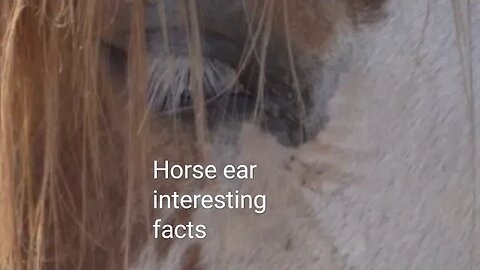 Interest facts of horse ear everyone must know,#shortvideo,#horsefacts,#horseear,#animal,#horselover
