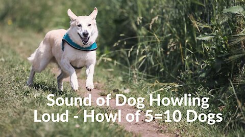 Sound of Dog Howling Loud - Howl of 5=10 Dogs