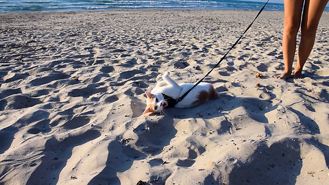 Chapy Cat Enjoying A Walk At The Beach