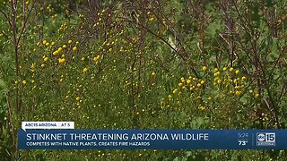 Stinknet threatening Arizona wildlife