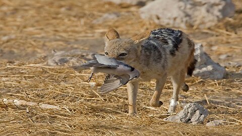 How Jackal Hunting Bird Success