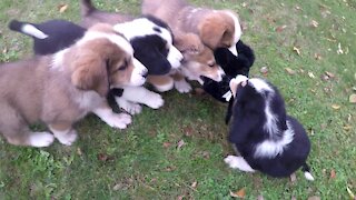 Puppies play an adorable game with their new stuffed toy