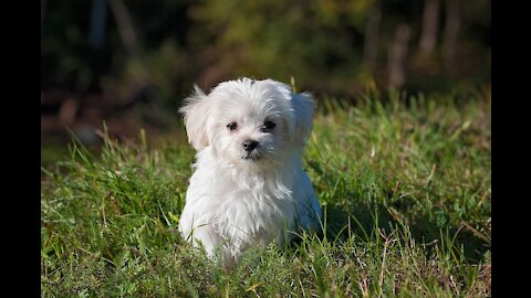 Maltese. Dog. Puppy. Small dog