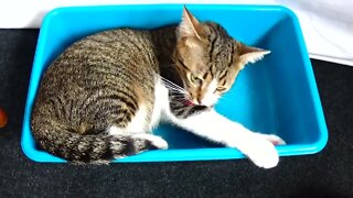 Adorable Kitten Loves Catching His Tail