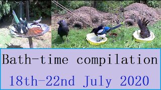 British garden birds - bath time compilation 18th-22nd July 2020