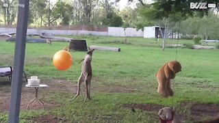 Kangaroo elsker virkelig dets legetøj