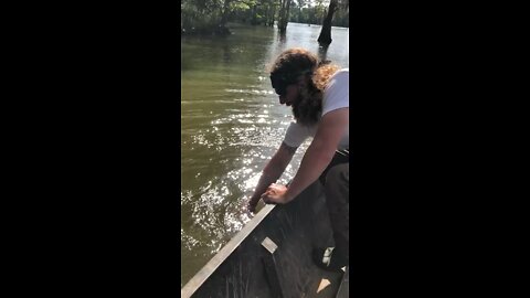 100lb Louisiana alligator snapping Turtle