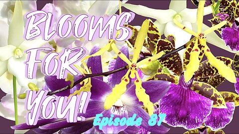 Orchid Updates | Orchid Bloom Dedications | Orchid Blooms for YOU! Episode 87 🌸🌺🌼#ninjaorchids