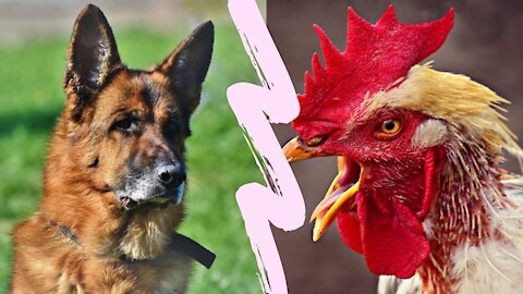 dog vs chiken ! who win ?