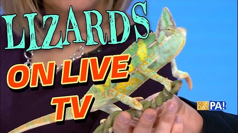 Geckos, Chameleons, and Iguanas on LIVE TV