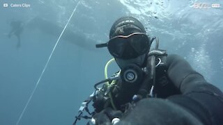 Dykare kysser haj i Azorerna
