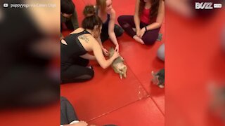 Quoi de mieux que le yoga ? Le yoga avec chiots !