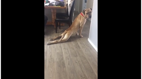 Dog appears to be "stretching" his back legs
