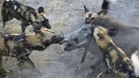 WILD DOGS VS WARTHOG