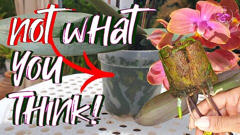 DEBUNKED! Tightly Packed Sphagnum Moss is BAD for Orchid Roots | How I do it! #ninjaorchids