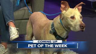 Meet our 23ABC Pet of the Week, Casper