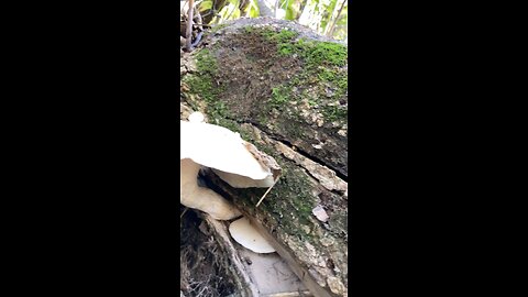 Brilliant white mushrooms spotted