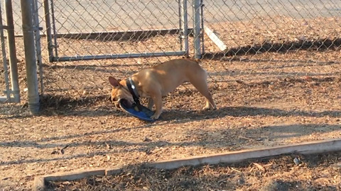 French Bulldog works really hard to pick up frisbee