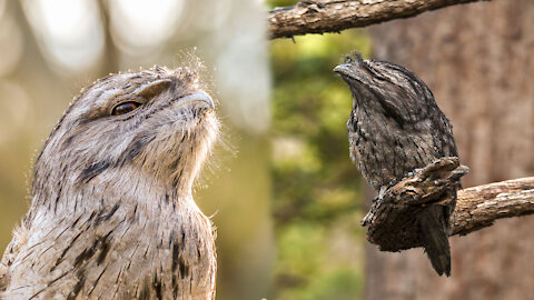 Tawny Frogmouth bird: Master of Camouflage