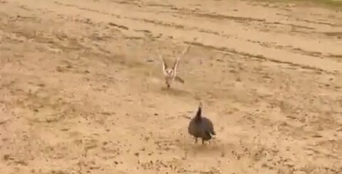 The falcon hunts Guinea fowl