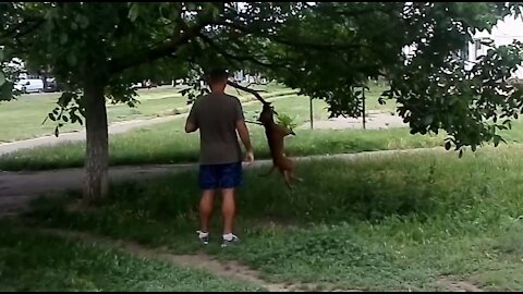 Pit bull jumping on a tree branch