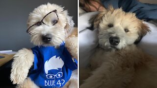 Office dog greets each employee every morning