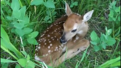 Fawns found in large field are trying to rest for the day