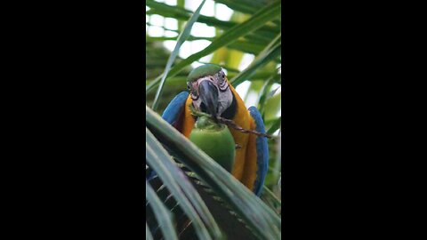 Macaw eating coconut