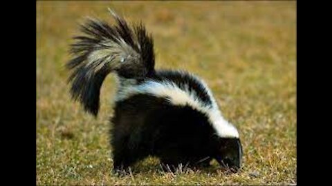 Cute Babies Skunk!