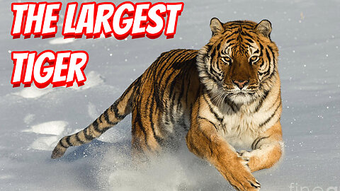 How Deadly IS The Siberian tigers!