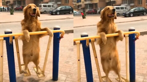 Cute dog works out 🤣🤣🤣