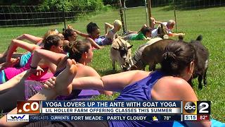 Goat yoga ups the ante on yoga experience