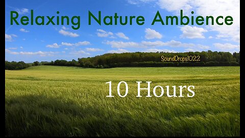 10 Hours of Nature’s Embrace: Relaxing Meadow
