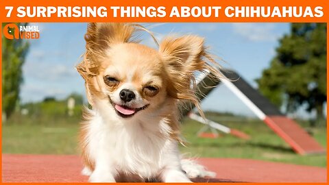7 Surprising Things You Should Know About Chihuahuas | Facts About Chihuahuas 🐶 | Animal Vised