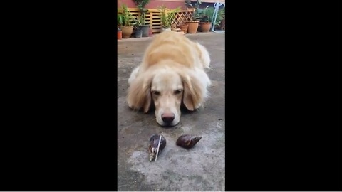 Golden Retriever humorously confused by pair of snails