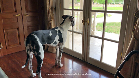 Great Dane Puppy's Bark Changes From Playful To Protective
