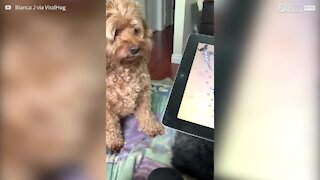 Cadela fica doida quando joga no iPad