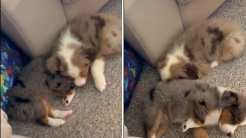 Two baby dogs try to sleep together