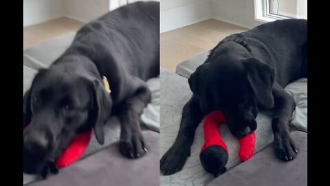 Blacklab playing with his funny toy