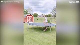 Cão diverte-se em trampolin de forma diferente