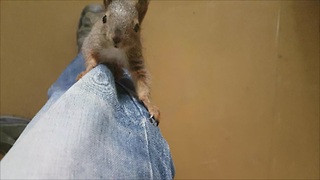 Rescued baby squirrel loves playtime with caretaker