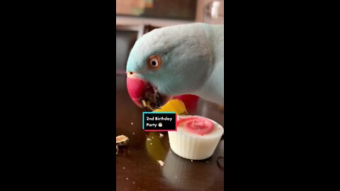 funnyanimals indianringneck cutepets parrot birds