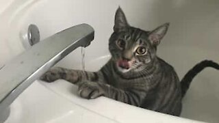 Gato tem uma paixão evidente por água!